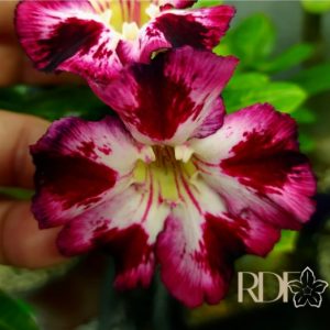 Rosa do Deserto Rosa do Deserto Blackened Plum - Linha Padrão - RDF Fortaleza