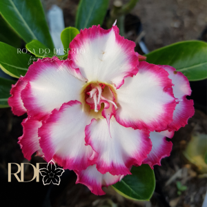Rosa do Deserto Rosa do Deserto Disney - Linha Padrão - RDF Fortaleza