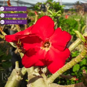 Rosa do Deserto Podadinha - Rosa do Deserto Red Buquê (Vermelha) - Podadinhas - RDF Fortaleza