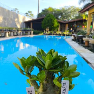 2306 26 Arabicum Turtle F2 12 meses
