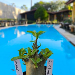2306 22 Arabicum Maximus F2 12 meses