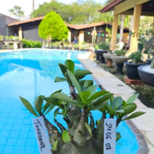 2406 08 Arabicum Tomahawk F2 12 meses