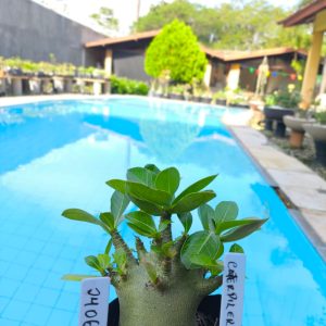 2406 04 Arabicum Carttepilar F2 12 meses