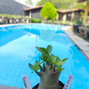 2406 03 Arabicum Poseidon F2 12 meses