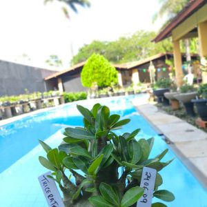 2406 09 Arabicum Triceratop 12 meses