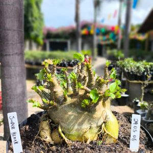 2905 06  Arabicum Super Black Adulta