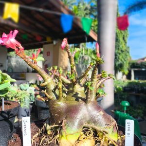 2106 01 Arabicum Jurracic Adulta