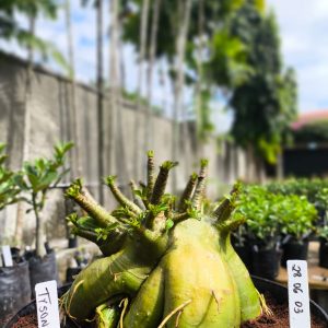 2806 03 Arabicum Tyson Adulta