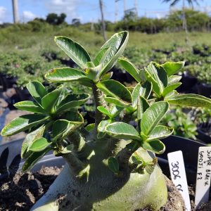 3006 06 Arabicum Super Black x Godji Dk Adulta
