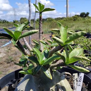 3006 15 Arabicum Godji f2 x Black hawk Pura  Adulta