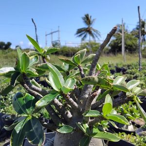 3006 14 Arabicum Godji f2 x Mammoth Adulta