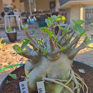 0606 02 Arabicum Hulk Adulta