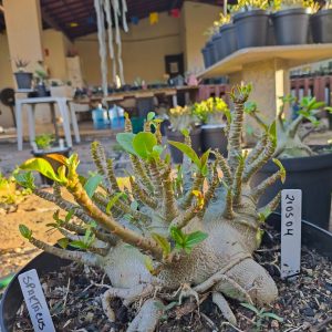2105 04  Arabicum Spartacus Adulta