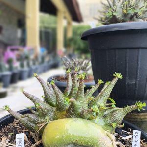 0307 01  Arabicum megazoard  Adulta