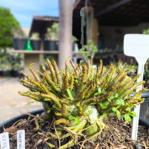 0307 04  Arabicum Darckseid Adulta