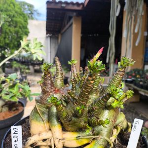 0407 04  Arabicum Tanos  Adulta