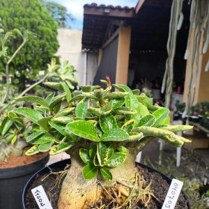 0407 05  Arabicum Tyson Tigrada  Adulta