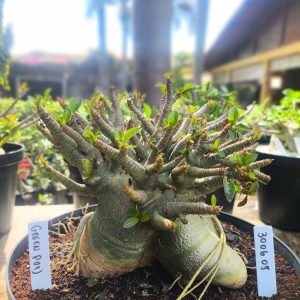 3006 08  Arabicum Green Pod  Adulta