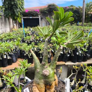 1107 17 big Caudex Triple wish