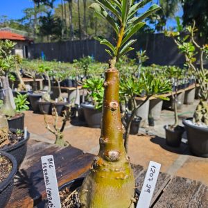 1207 29 big Caudex Ferrari Caudex arabicum