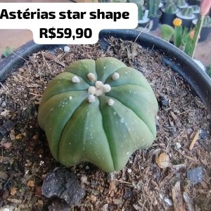 Cacto Astéria Star Shape