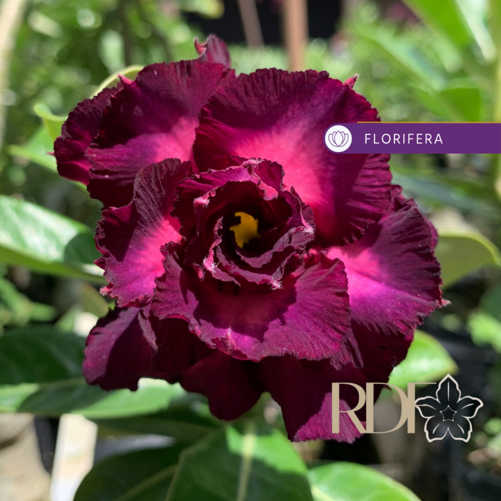 Rosa do Deserto Podadinha - Rosa do Deserto Mirabilis 2 (Vinho Florífera) - Podadinhas - RDF Fortaleza