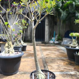 3107 01 Anaconda Lilac Frost Adulta
