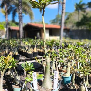 0108 87 Big Caudex Rosa do Deserto Ruby Ro