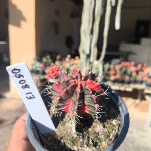 0508 13 Cacto Gymnocalycium Multicolor