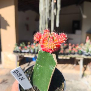 0508 22 Cacto Gymnocalycium Multicolor