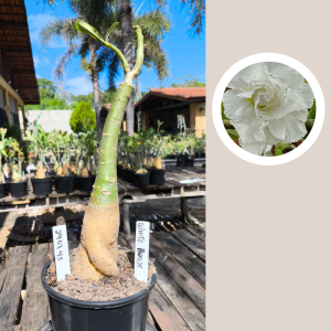 Podadinha - Rosa do Deserto White House (Branca)
