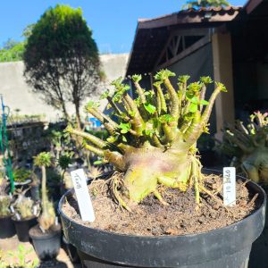 0708 01 Arabicum Tanos - Adulta