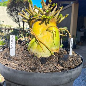 0808 08 Arabicum Darkseid - Adulta