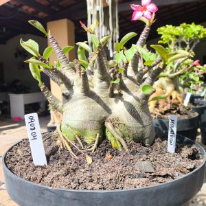 0908 04 Arabicum Megatron - Adulta