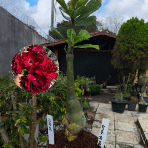1208 28 Rosa do Deserto Amor de Mãe