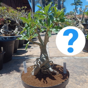 Rosa do Deserto 2108 25 Baoba ID Misterioso - Linha Baobá - RDF Fortaleza