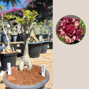 Rosa do Deserto 2308 03 Baobá Criptonita - Linha Baobá - RDF Fortaleza