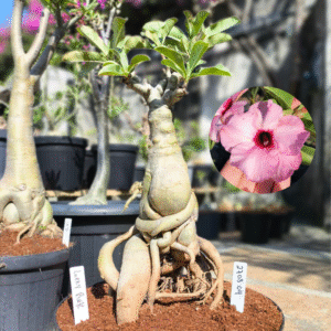 Rosa do Deserto 2708 04 Baobá Lucky Pink - Linha Baobá - RDF Fortaleza