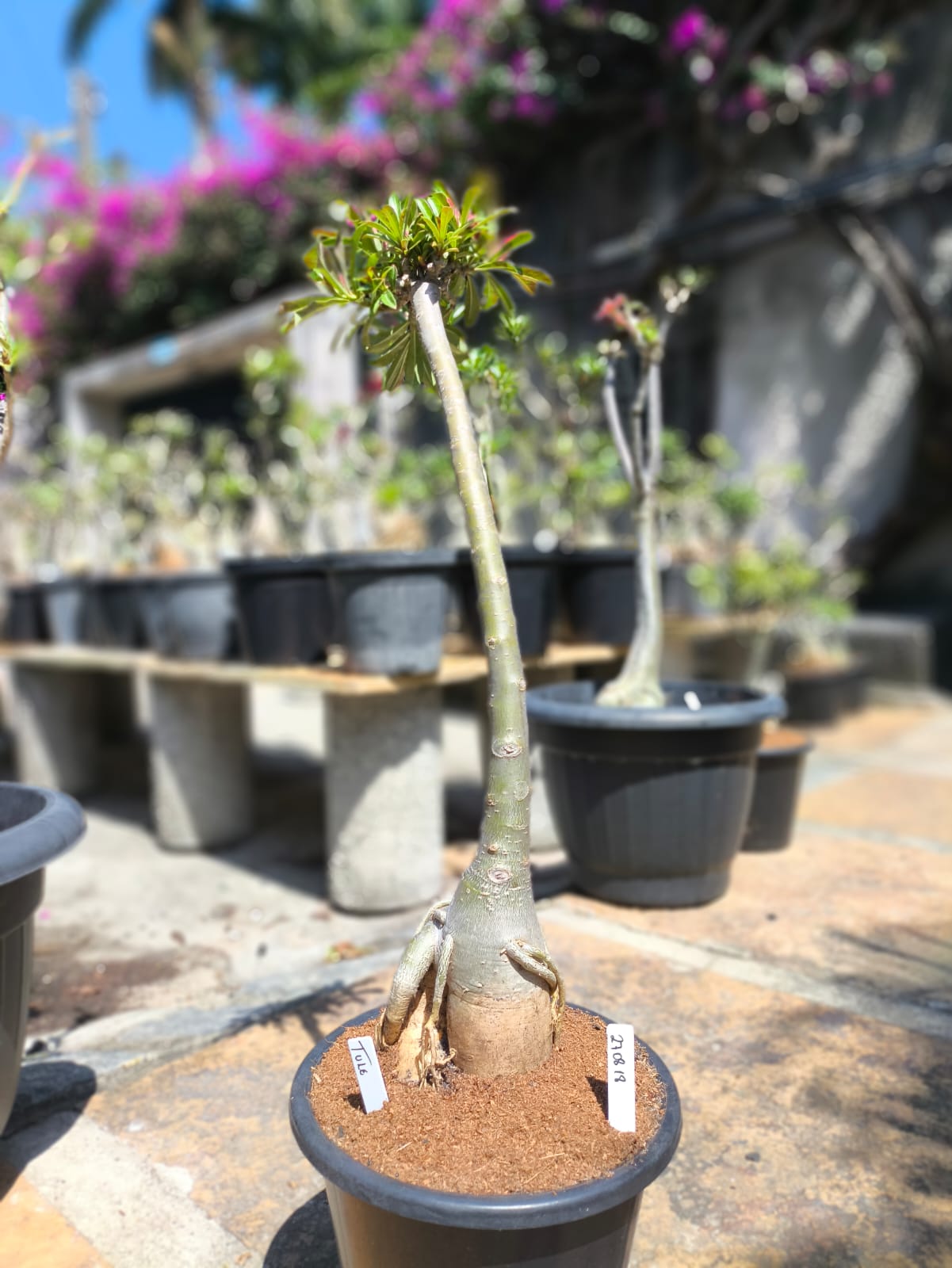 2708 18 Anaconda Tule