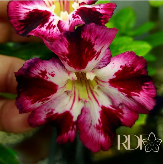 Rosa do Deserto Baby - Rosa do Deserto Blackened Plum - RDF Baby - RDF Fortaleza