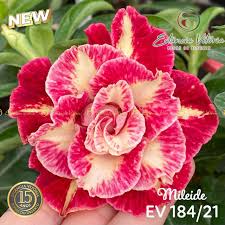 Rosa do Deserto Baby - Rosa do Deserto Mileide - EV 184b - RDF Baby - RDF Fortaleza