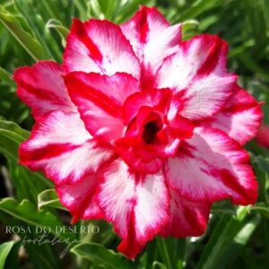 Rosa do Deserto Baby - Rosa do Deserto Amethyst - RDF Baby - RDF Fortaleza