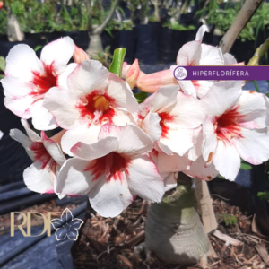 Rosa do Deserto Baby - Rosa do Deserto Lucky White - RDF Baby - RDF Fortaleza