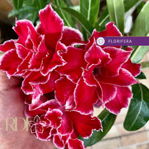 Rosa do Deserto Baby - Rosa do Deserto Red Cloak - RDF Baby - RDF Fortaleza