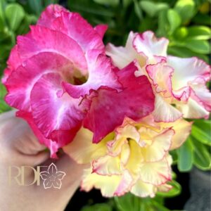 Rosa do Deserto Baby - Rosa do Deserto Tweety - RDF Baby - RDF Fortaleza