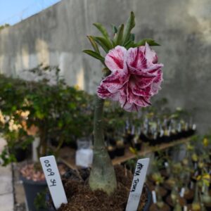 0509 54 Rosa do Deserto Arya Roxa