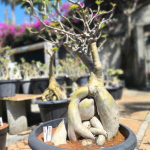 2508 05 Socotra ID Misterioso