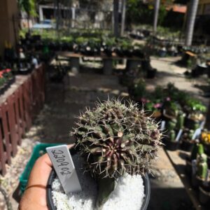 2209 02 Gymnocalycium colonia ( PRIME )