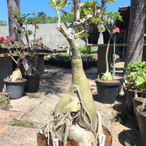 2609 01 Socotra Maria