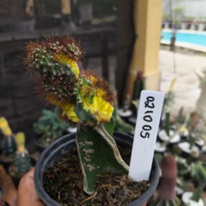 0210 05 Cereus peruvianus variegata Monstruoso enxertado